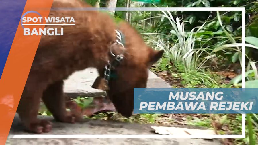 Musang, Penghasil Biji Kopi Luwak Terbaik Pembawa Rejeki, Bangli