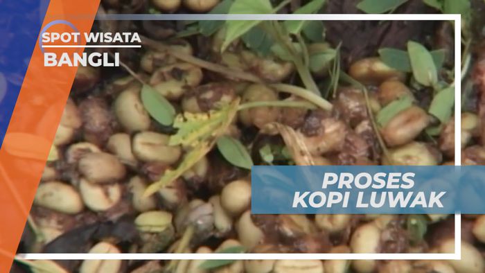 Kopi Luwak, Kopi Termahal Sekaligus Terenak, Bangli