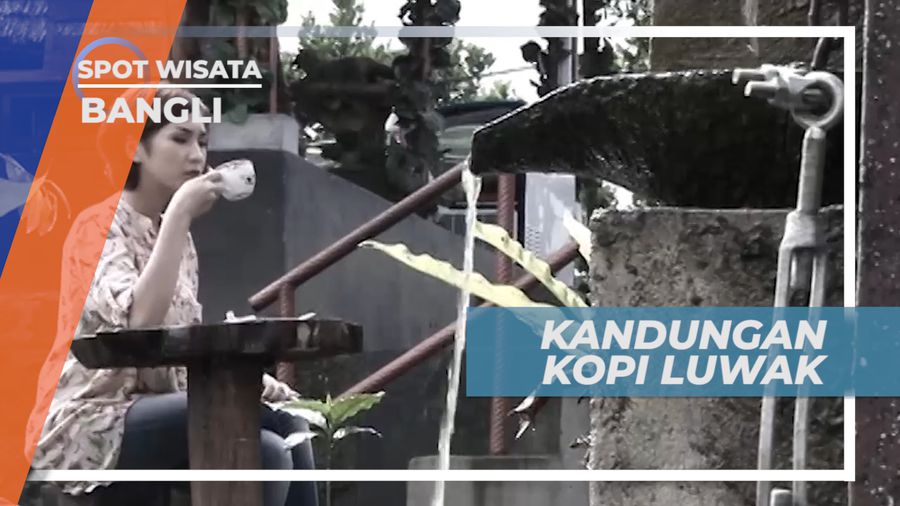Kopi Luwak, Kopi Nikmat yang Kaya Manfaat dan Khasiat, Bangli