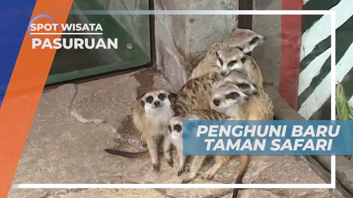 Meerkat, Binatang dari Anggota Keluarga Luwak asal Afrika