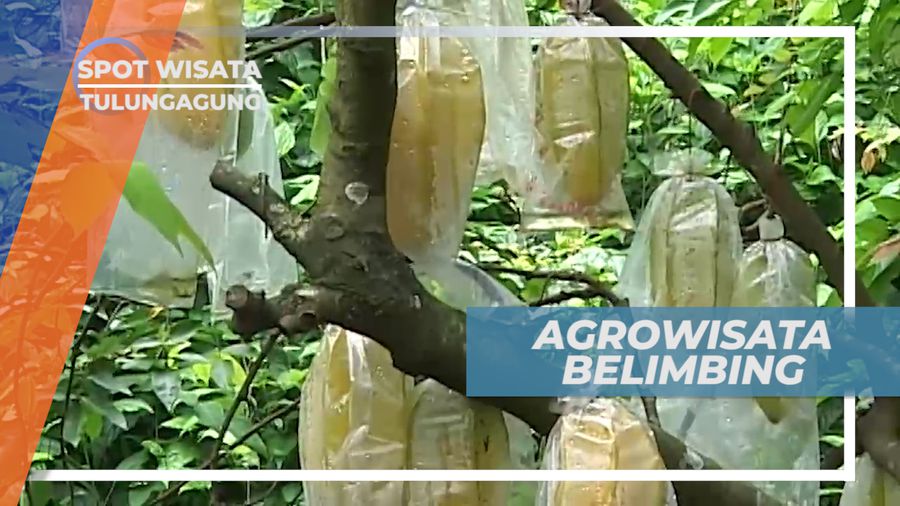 Agrowisata Belimbing, Petik Buah Langsung dari Pohonnya, Tulungagung