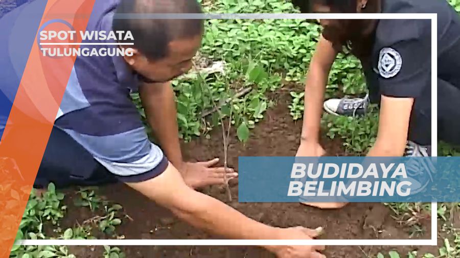 Budidaya Belimbing, Buah Asli Indonesia yang Kaya dengan Manfaat, Tulungagung