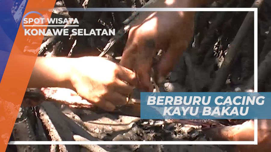Tumbelu, Cacing Kayu Bakau yang Berkhasiat dan Berguna Bagi Kesehatan Tubuh, Konawe Selatan