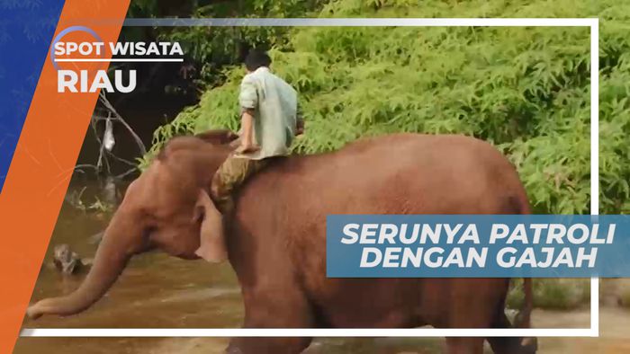 Patroli Gajah, Penjaga Keharmonisan Manusia dan Hutan, Riau