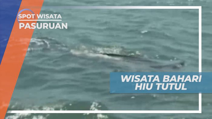 Melihat Dari Dekat Hiu Tutul di Perairan Pasuruan Jawa Timur