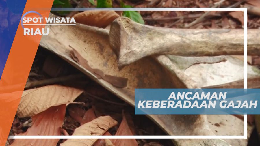 Ancaman Keberadaan Gajah di Pusat Konservasi Pelalawan Riau