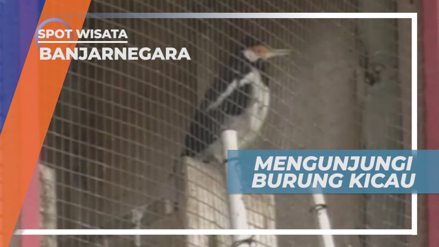 Berkunjung ke Penangkaran Burung Kicau di Banjarnegara Jawa Tengah