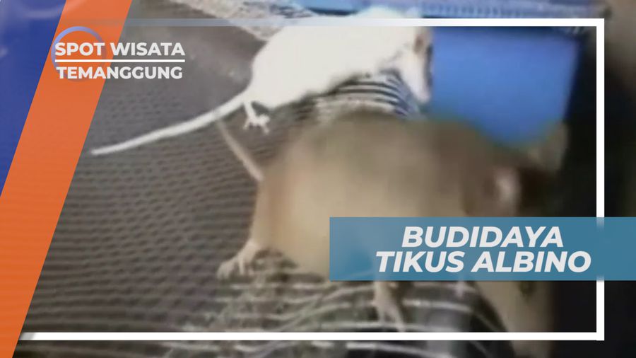 Budidaya Tikus Albino Asal Jepang di Temanggung Jawa Tengah