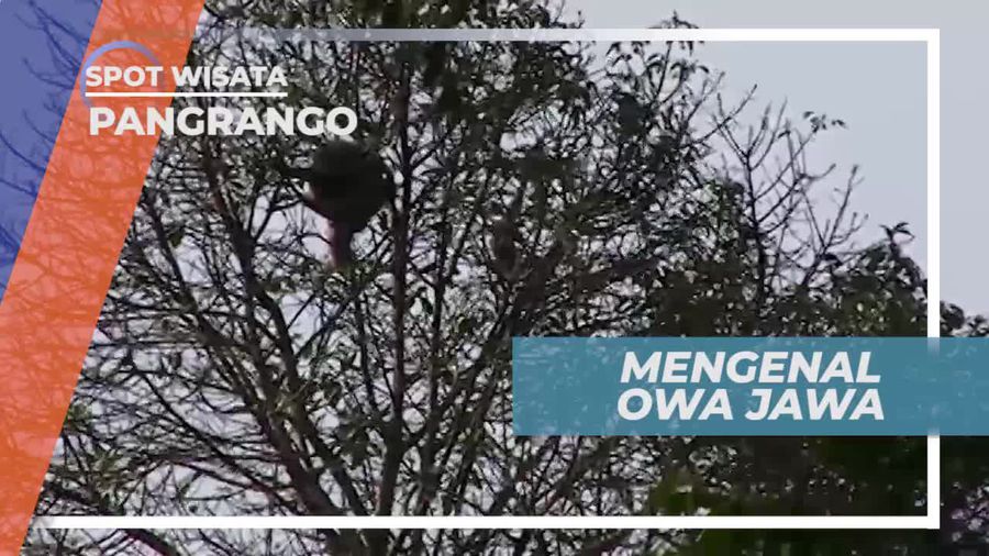 Mengenal Owa Jawa, Primata Lucu yang Terancam Punah, Pangrango Jawa Barat