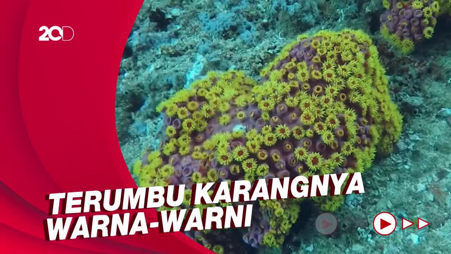 My Trip My Adventure: Kerajaan Ikan Terbesar Indonesia di Pulau Aiduma