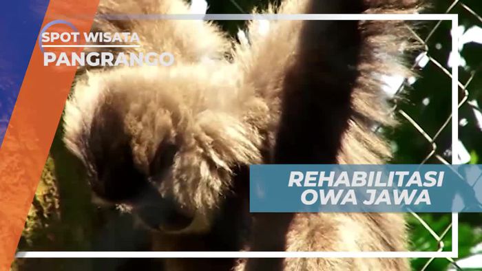 Owa Jawa, Kerabat Manusia Penghuni Hutan Taman Nasional Gede Jawa Barat