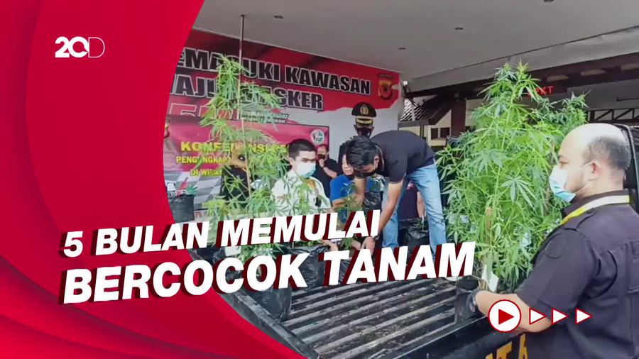 Kakak Beradik di Lembang Tanam Ganja di Rumah, 37 Pohon Diamankan