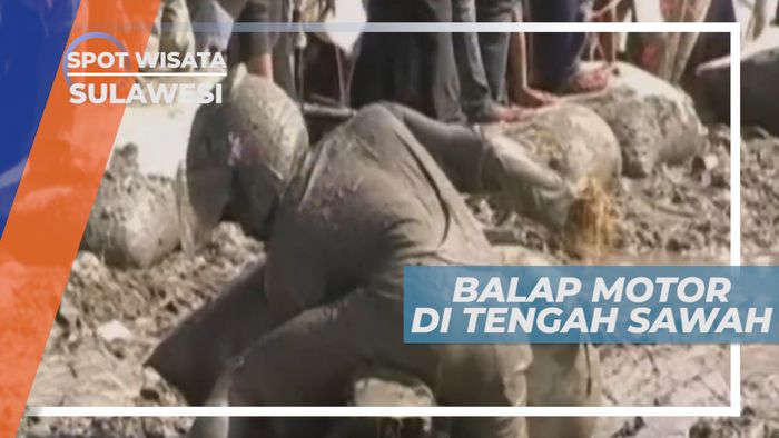 Balap Motor Petani, Adu Cepat Bawa Gabah 100 Kg, Polewali Mandar
