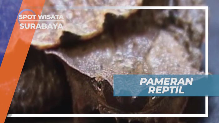 Pameran Reptil, Perkenalan Binatang Reptil Kepada Masyarakat Umum, Surabaya