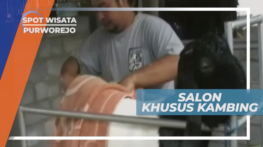 Salon Super Unik, Bukan Manusia Melainkan Kambing Etawa Sebagai Konsumennya, Purworejo