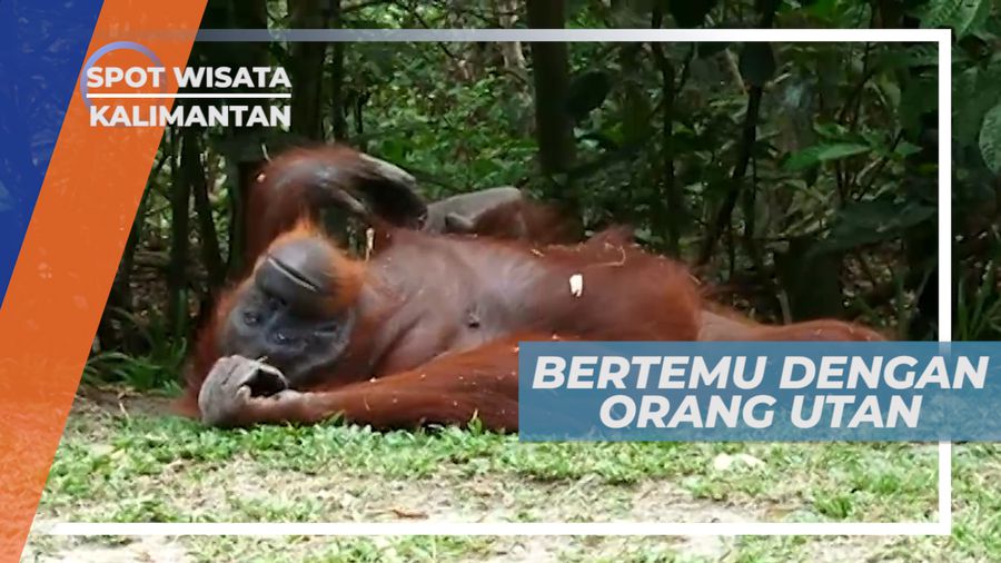 Taman Nasional Tanjung Puting, Surga Kecil Orangutan, Kalimantan Tengah