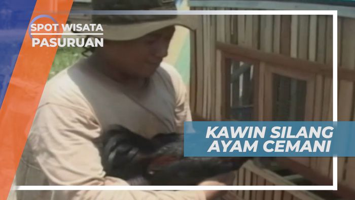 Ayam Unggul, Hasil Kawin Silang dari Ayam Cemani dan Kanada, Pasuruan