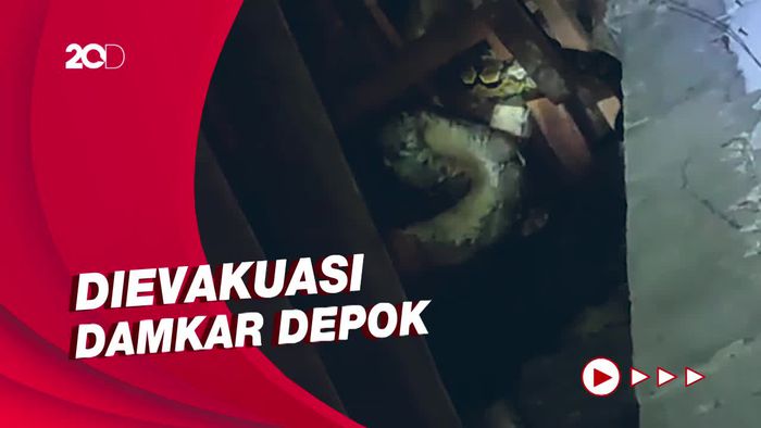 Ngeri! Ular Sanca 3 Meter Ngumpet di Plafon Rumah Warga di Depok