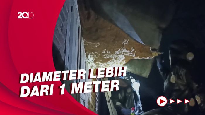 Momen Damkar Evakuasi Sarang Tawon Berukuran Jumbo di Trenggalek
