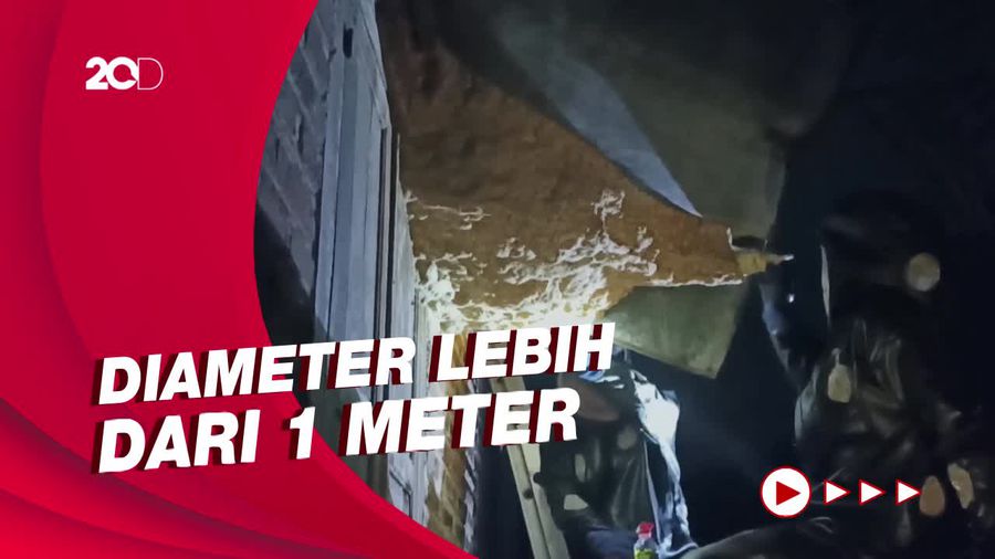 Momen Damkar Evakuasi Sarang Tawon Berukuran Jumbo di Trenggalek