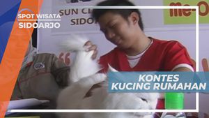 Kontes Kucing Rumahan Sidoarjo Jawa Timur