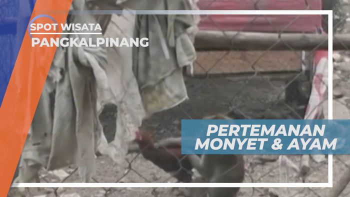 Tingkah Lucu Persahabatan Monyet dan Ayam, Pangkalpinang