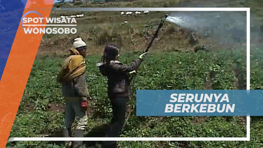 Pemeliharaan Sederhana Tanaman Kentang, Wonosobo