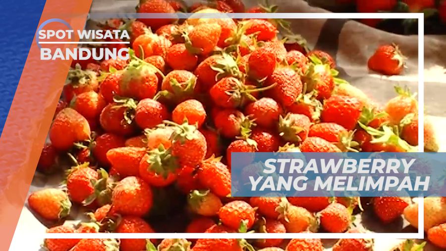 Strawberry, Buah Mungil dengan Segudang Manfaat Bagi Tubuh, Bandung
