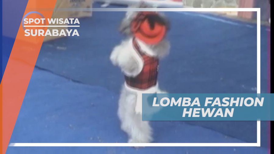 Bukan Model Cantik, Namun Kucing dan Anjing yang Beradu Gaya di Acara Ini, Surabaya