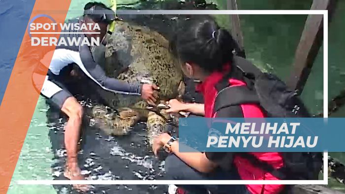 Penyu Hijau, Salah Satu Jenis Penyu yang Masih Bertahan, Kalimantan Timur