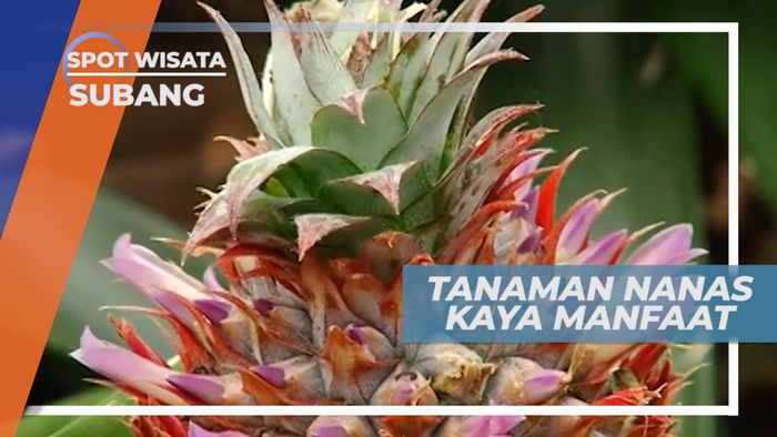 Buah Nanas, Tanaman Semak yang Kaya Vitamin dan Manfaat, Subang