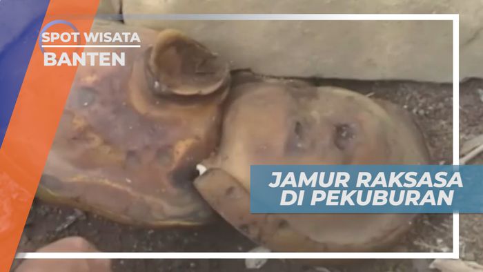 Jamur Raksasa, Tumbuh di Pekuburan yang Menjadi Perhatian Warga, Banten