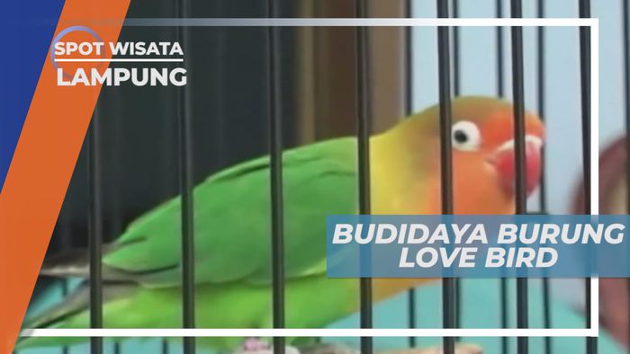 Love Bird, Burung Mungil Dengan Warna yang Cantik Bernilai Jual Fantastik, Lampung