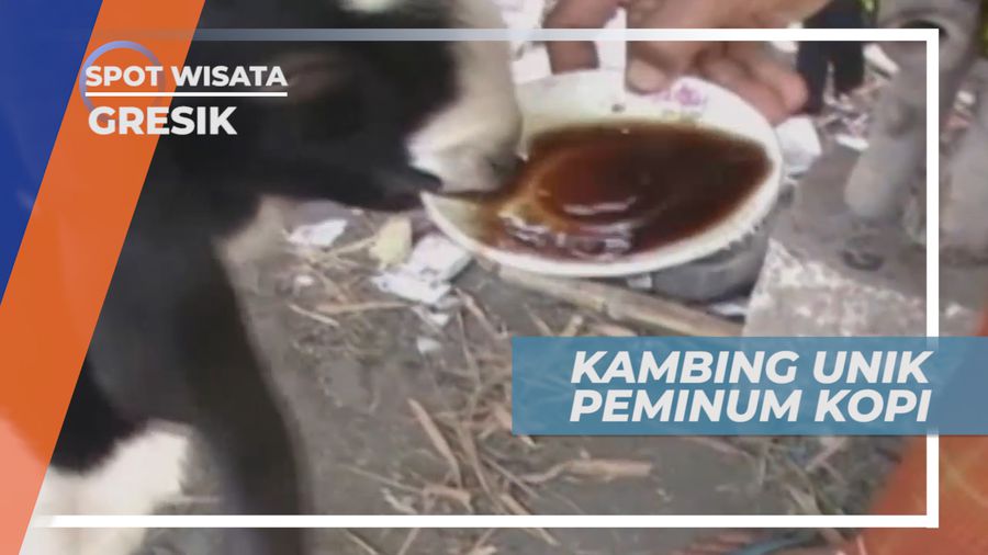 Kambing Unik, Minum Kopi dan Makan Roti Setiap Hari, Gresik