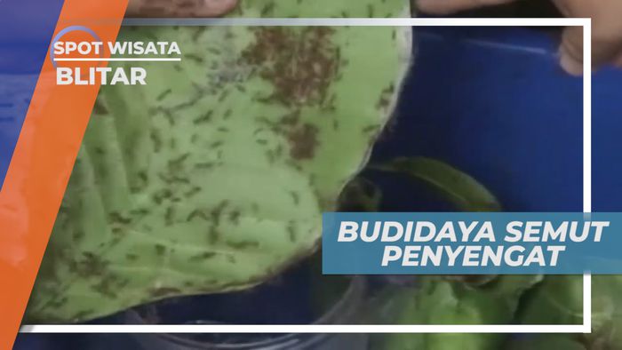 Meraup Untung Besar dari koloni Semut Merah Penyengat, Blitar