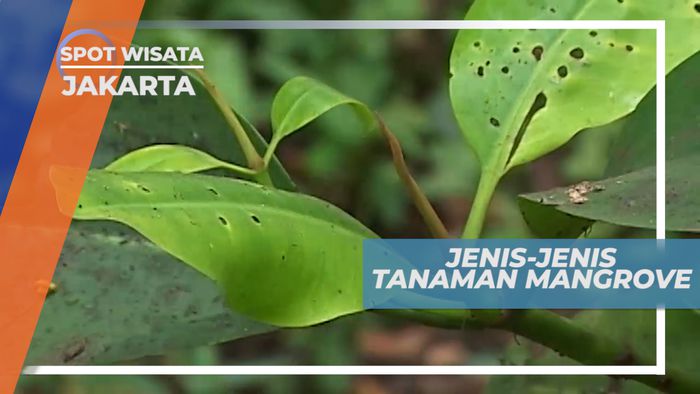 Berbagai Jenis Tanaman Mangrove di Suaka Margasatwa Muara Angke, Jakarta