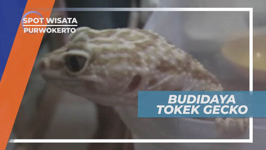 Tokek Gecko, Reptil Unik Dengan Berbagai Warna yang Menarik Berharga Fantastik, Purwokerto
