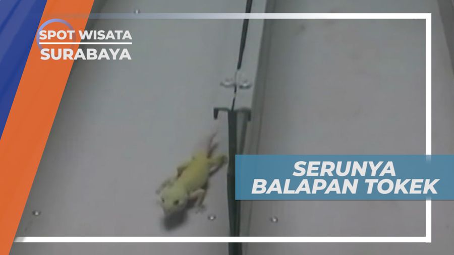 Lomba Unik Sekaligus Menghibur, Balap Tokek Gecko, Surabaya