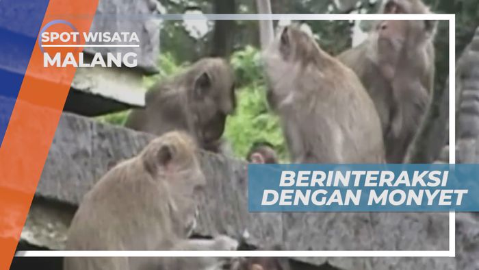Berwisata dan Berinteraksi Dengan Monyet di Kota Malang