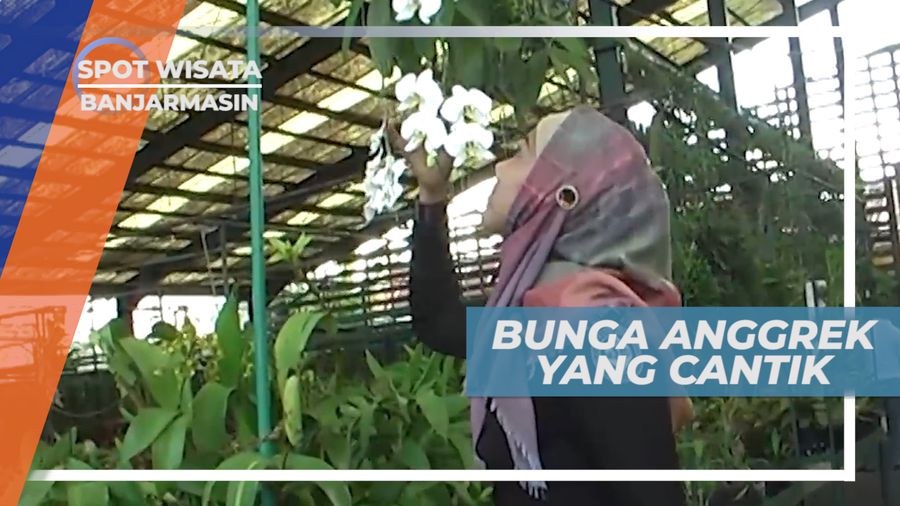 Anggrek, Bunga Cantik Asal Kalimantan