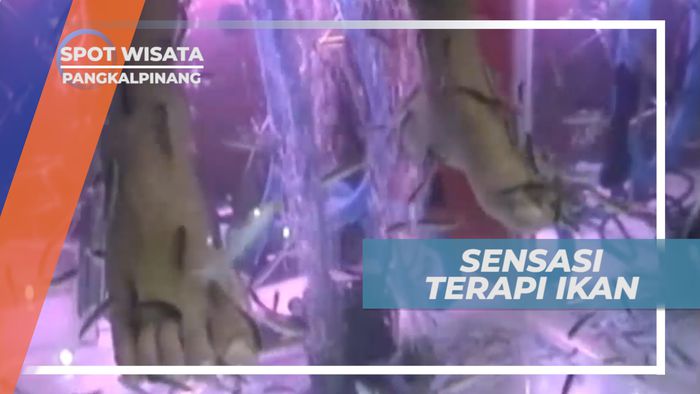 Gara Rufa, Terapi Ikan Asal Turki Untuk Memperhalus Kulit, Pangkalpinang