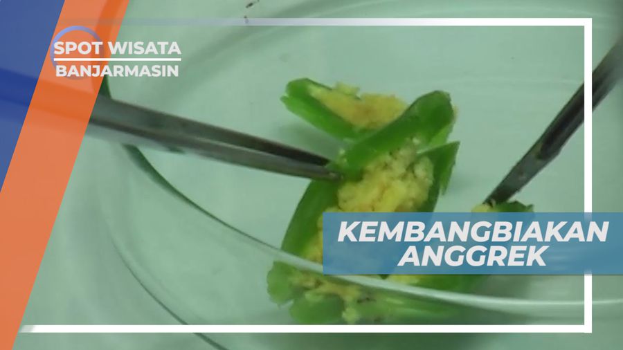 Pengembangbiakan Bunga Anggrek di Kalimantan