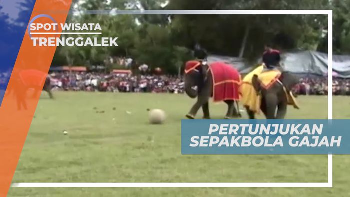 Sepak Bola Gajah, Olahraga Satwa yang Unik di Trenggalek