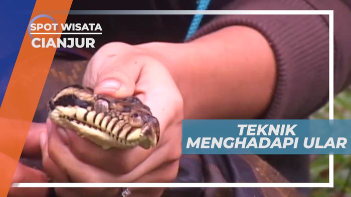 Teknik Menghadapi Ular, Cianjur Jawa Barat
