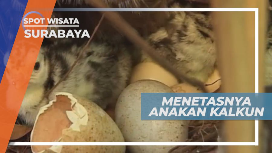 Melihat Dari Dekat Proses Penetasan Anak Kalkun, Surabaya