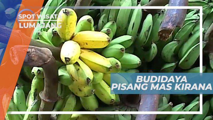 Pisang Mas Kirana, Si Kecil yang Manis Buah Lokal Unggulan dari Lumajang