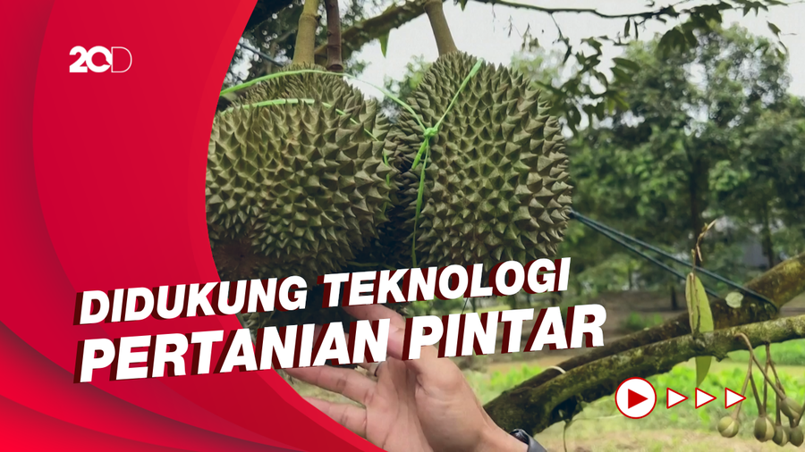 Canggih! Petani Durian Ini Kontrol Tanamannya Lewat Laptop