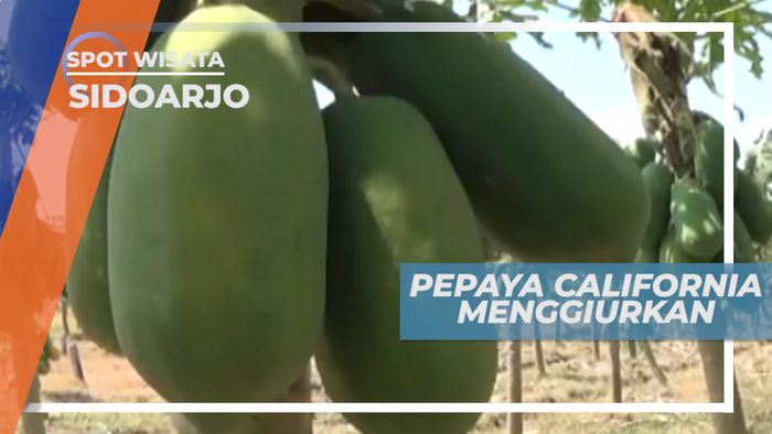 Mungil dan Berwarna Orange, Ciri Khas Pepaya California, Sidoarjo