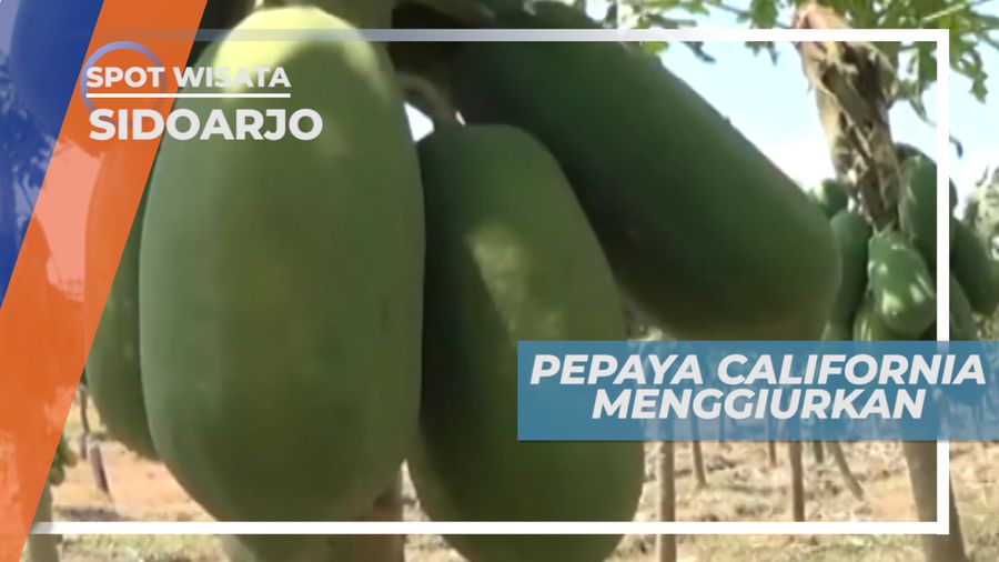 Mungil dan Berwarna Orange, Ciri Khas Pepaya California, Sidoarjo
