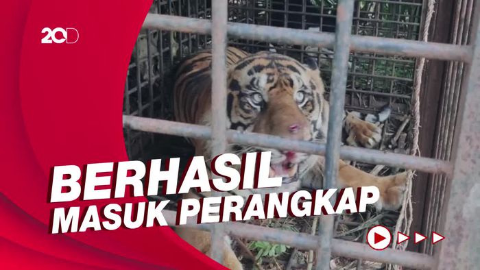 Penampakan Harimau di Jambi yang Memangsa Belasan Ternak